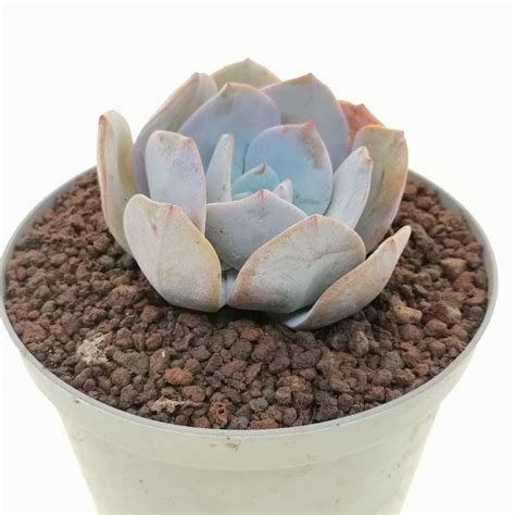 Echeveria Gila E Gigantea X E Laui 14 Cm Crassulaceae