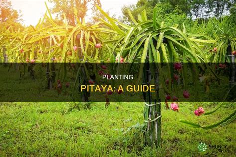 Planting Pitaya: A Guide | ShunCy