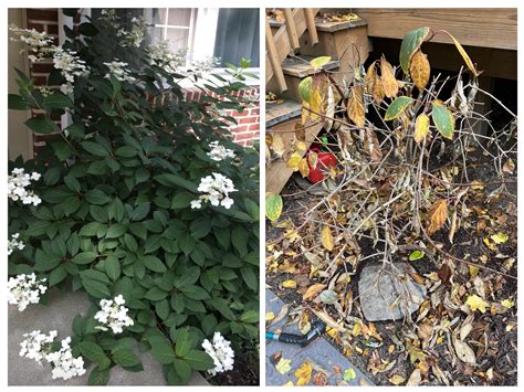 Transplanted Hydrangea R Gardening