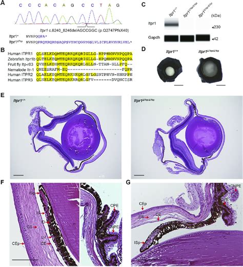 Defects In Neural Crest Derived Ocular Tissues Are Caused By A Seven