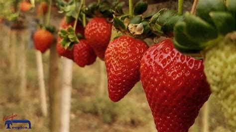 Orientações Essenciais Para Cultivo Protegido De Morango Tropical