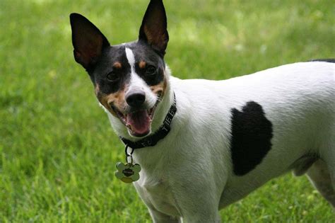 Rat Terrier Cuidados Características Y Curiosidades