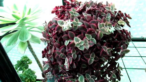 Crassula Marginalis Rubra Variegata “calico Kitten” Succulent Plant In Flower Youtube