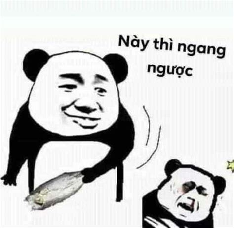 Top 87 về hình gấu meme coedo vn