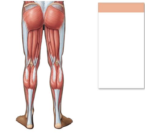 Posterior Leg Muscles Diagram Quizlet