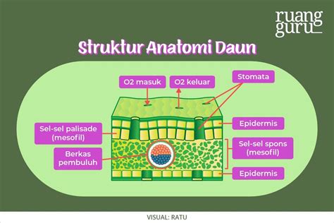 Mengenal Anatomi Organ Vegetatif Pada Tumbuhan Biologi Kelas 11