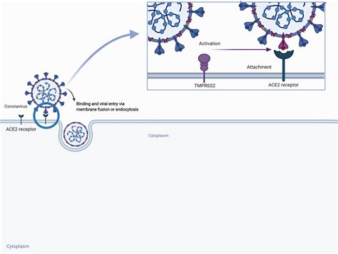 Coronavirus Disease 2019 Covid 19 And The Renin Angiotensin System A