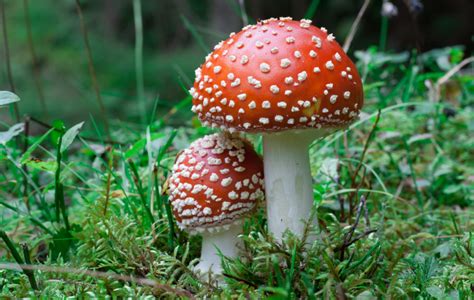 Fly Agaric Amanita Muscaria Directree