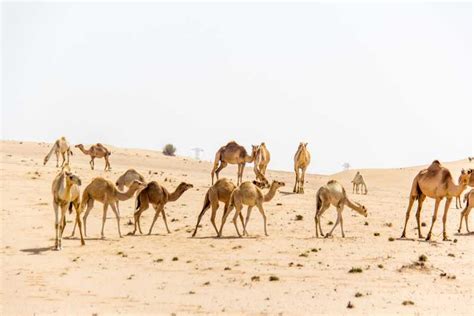 Dubái safari en buggy por las dunas con recogida y regreso GetYourGuide