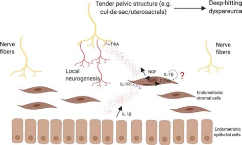 Role Of Interleukin 1β In Nerve Growth Factor Expression Neurogenesis