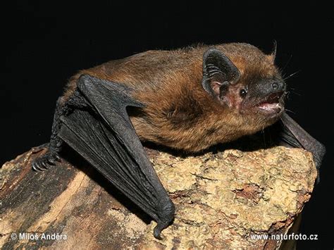 Pipistrellus pipistrellus Pictures - Common Pipistrelle Images