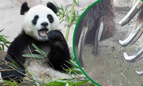 Do Giant Pandas Have Claws? (5 Things You Need To Know!) – BestofPanda