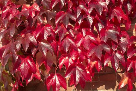 Red ivy leaves stock image. Image of autumnal, leaf - 101386803