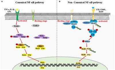 Frontiers Interplay Between Non Canonical Nf B Signaling And