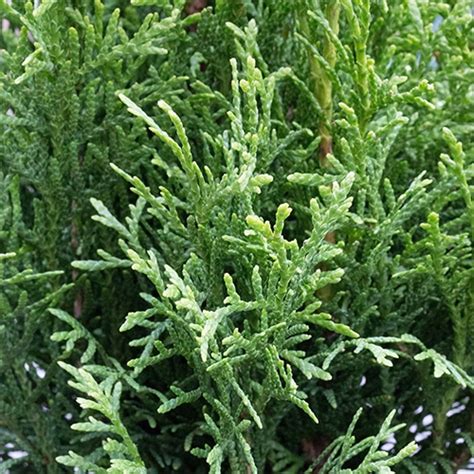 Emerald Green Arborvitae Shrub 1 Gallon Plants Direct To You