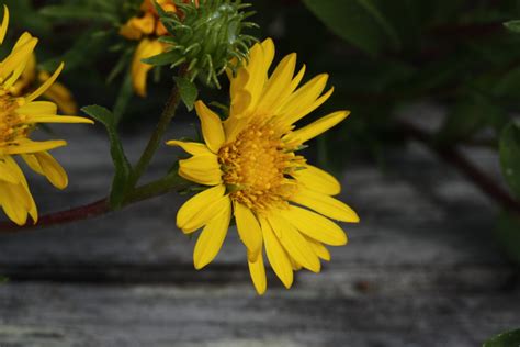 Puget Sound Gumweed - Plan Bee Native Plants