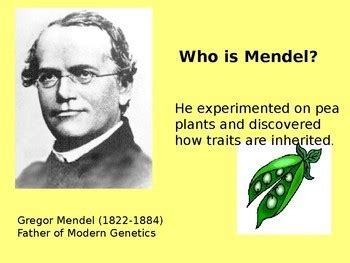 Monohybrid Dihybrid Sex Linked Multiple Alleles Presentation