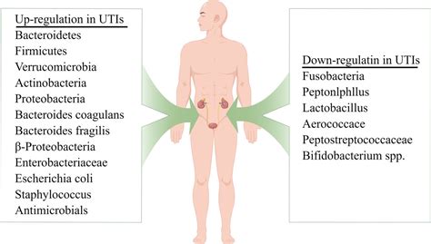 Changes Of Microbiota Level In Urinary Tract Infections A Meta Analysis