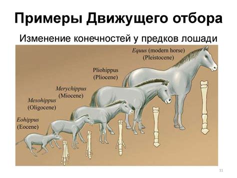 Формы естественного отбора: движущая, стабилизирующая, дизруптивная ...