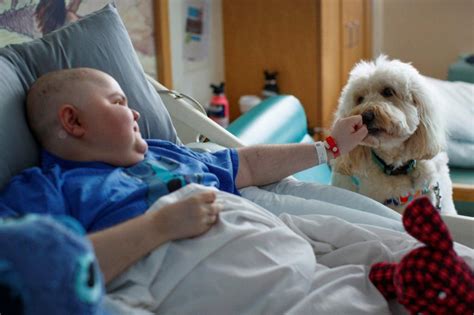 Ollie the dog helps kids with vaccine hesitancy one jab at a time