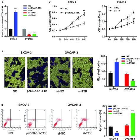 Ttk Enhances Oc Cell Growth And Migration And Inhibits Apoptosis A