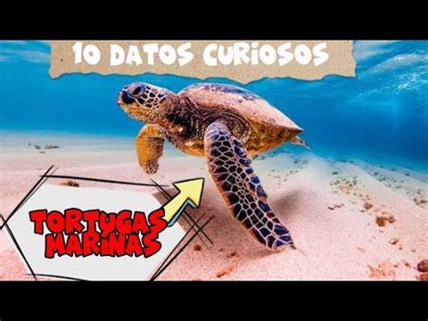 Datos Curiosos De Las Tortugas Que Desconoc As Youtube