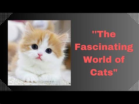 Purr Fectly Captivating The Fascinating World Of Cats Pet Adoption