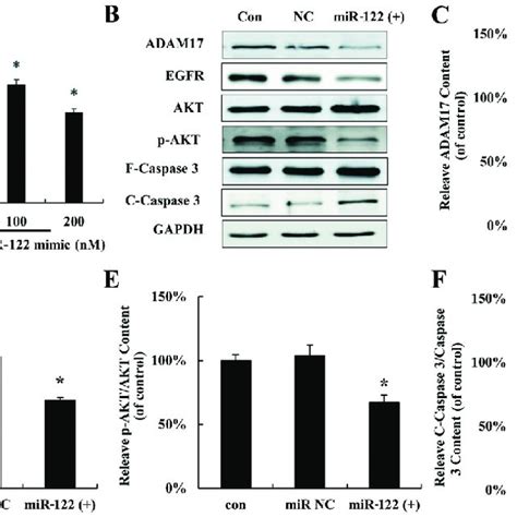 Mir 122 Expression In Hepatocellular Carcinoma Hcc Cell Lines And