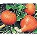 Winter Squash Uchiki Kuri Vegetable Garden Seeds Amazon Co Uk Garden