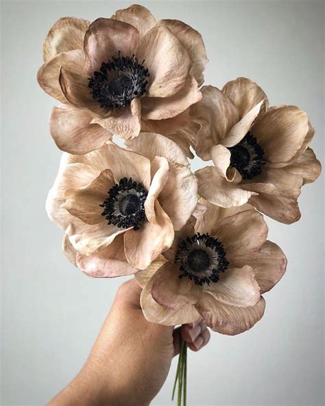 Natasja Sadi En Instagram Sugar Brownie Anemones Darkness Cannot