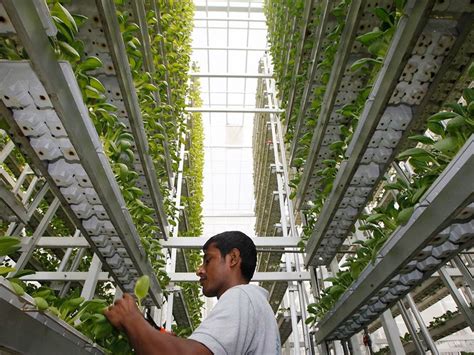 Urban Agriculture In Singapore