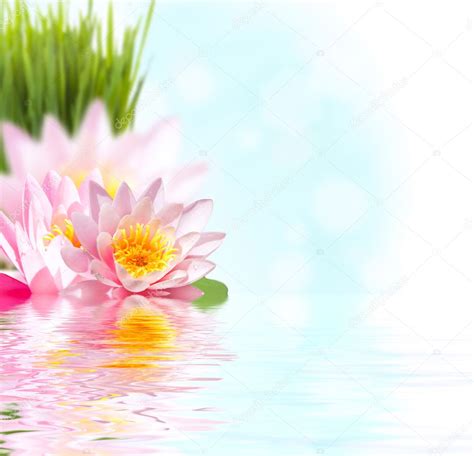 Pink Lotus Flower Floating In Water — Stock Photo © Miolana 4716729