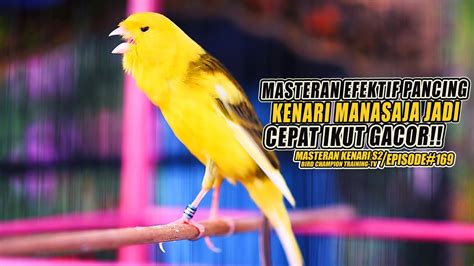 169 Masteran Suara Burung Kenari Gacor Panjang Cuit Cuit Ngerol Untuk