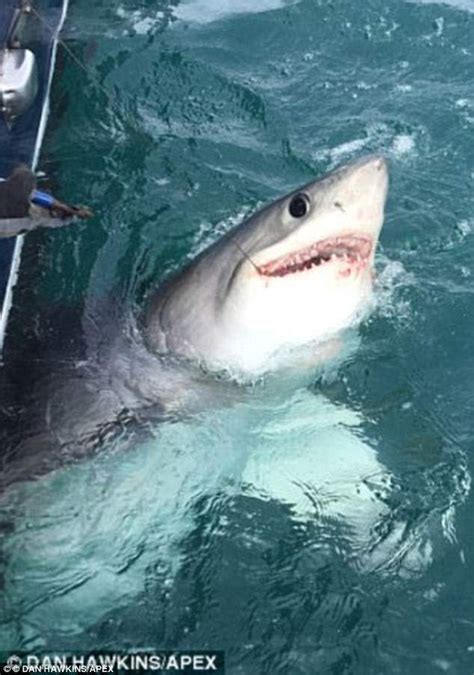 Angler Hauls Biggest Blue Shark Found In British Waters Daily Mail