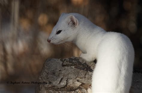 Ingham Nature Photography Inc Weasel Long Tailed Natures