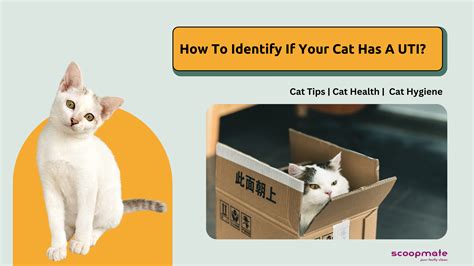 How To Identify If Your Cat Has A Uti Scoopmate Canada