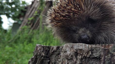 Hedgehog On The Ground Image Free Stock Photo Public Domain Photo