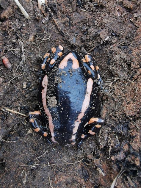 Red Banded Rubber Frog From King Cetshwayo District Municipality South