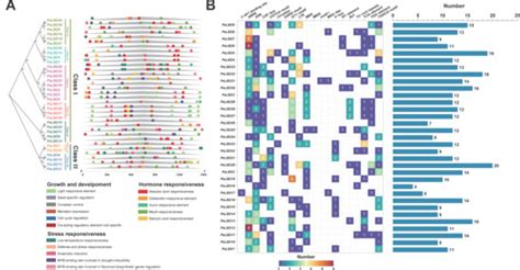 Ijms Free Full Text Genome Wide Identification And Expression