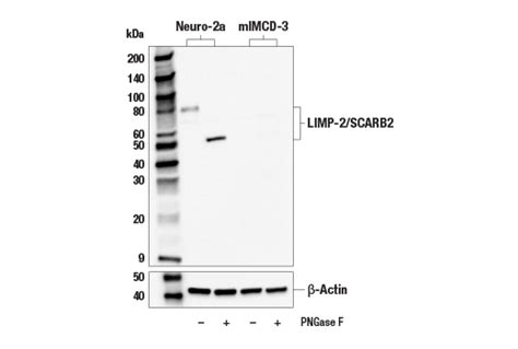 Limp Scarb E Z F Rabbit Mab Bsa And Azide Free Cell Signaling