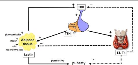 Figure 1 From Thyroid Hormone And Leptin In The Testis Semantic Scholar