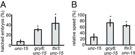 Fig S3 Q35 YFP Expressed In Body Wall Muscle Cells Exhibits