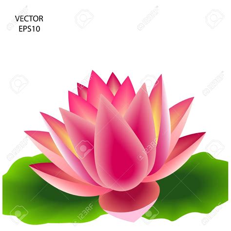 Flower Lily Water Clipart 20 Free Cliparts Download Images On