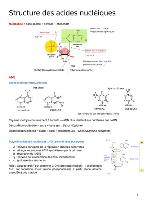 Structure Des Acides Nucl Iques Structure Des Acides Nucl Iques