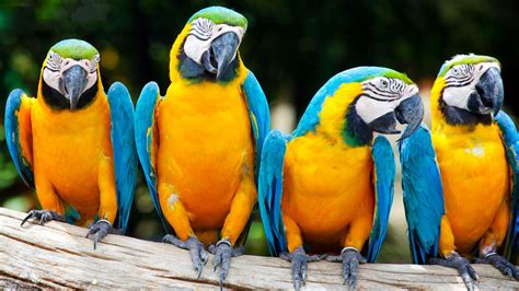 Macaw Parrot Wallpaper - WallpaperSafari