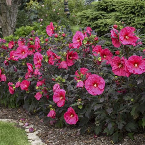 Hibiscus Evening Rose PP33366 CPBRAF Perennial Resource