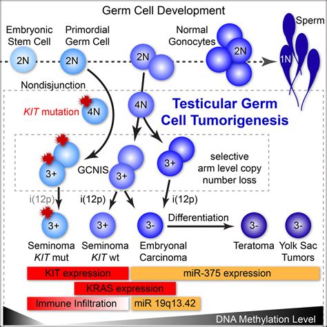 Integrated Molecular Characterization Of Testicular Germ Cell Tumors