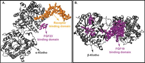 Crystal Structure Of Klotho Proteins Panel A Crystal Structure Of