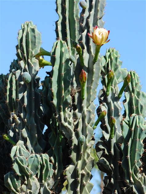 Cereus Peruvianus Monstrose Cacti Blooming Succulents