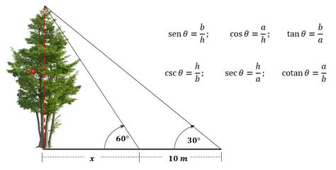 Calcula La Altura De Un Rbol Sabiendo Que Desde Un Punto Del Terreno